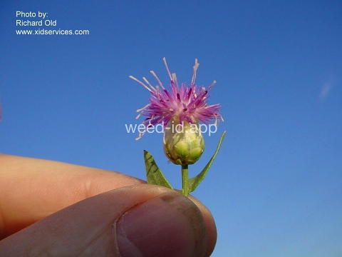 knapweed, Russian